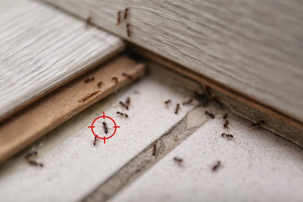 Best Pest Control Near Me in Valley Falls, KS